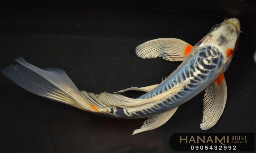 Top 15 Beautiful Koi Fish Coffee Shops In Da Nang 7 koi-fish-coffee-shops-in-da-nang