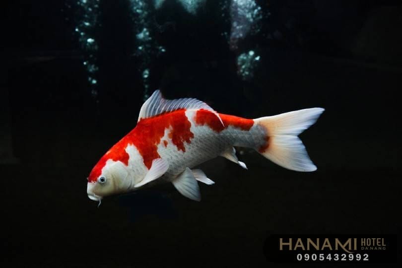 Top 15 Beautiful Koi Fish Coffee Shops In Da Nang 1 koi-fish-coffee-shops-in-da-nang