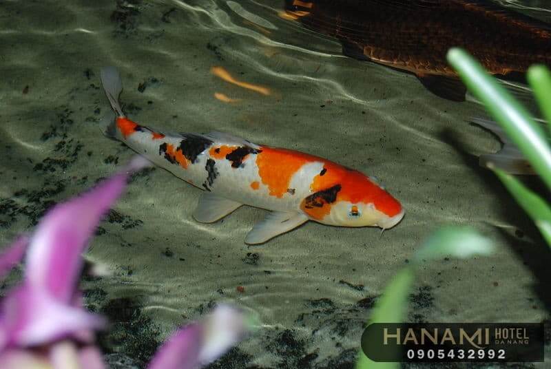 Top 15 Beautiful Koi Fish Coffee Shops In Da Nang 2 koi-fish-coffee-shops-in-da-nang