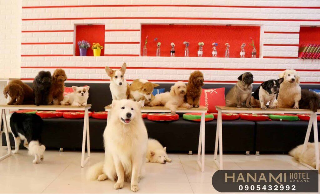 Top 8 Pet Cafes in Da Nang That Will Warm Your Heart 10 pet cafes in da nang