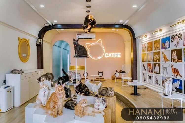 Top 8 Pet Cafes in Da Nang That Will Warm Your Heart 9 pet cafes in da nang