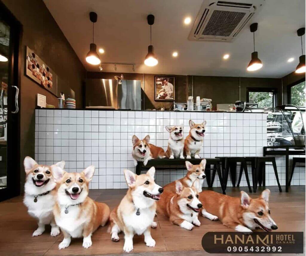 Top 8 Pet Cafes in Da Nang That Will Warm Your Heart 2 pet cafes in da nang