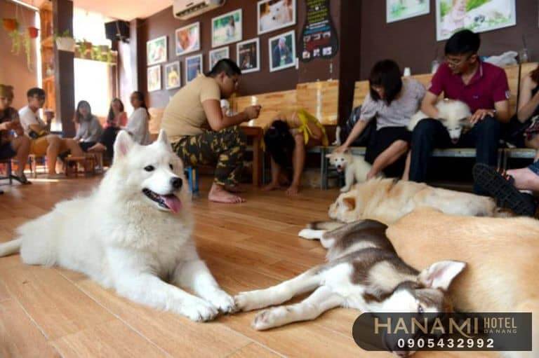 Top 8 Pet Cafes in Da Nang That Will Warm Your Heart 7 pet cafes in da nang