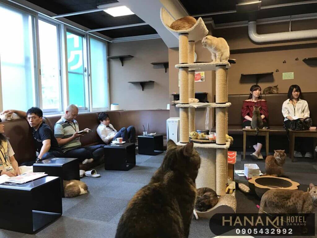 Top 8 Pet Cafes in Da Nang That Will Warm Your Heart 1 pet cafes in da nang