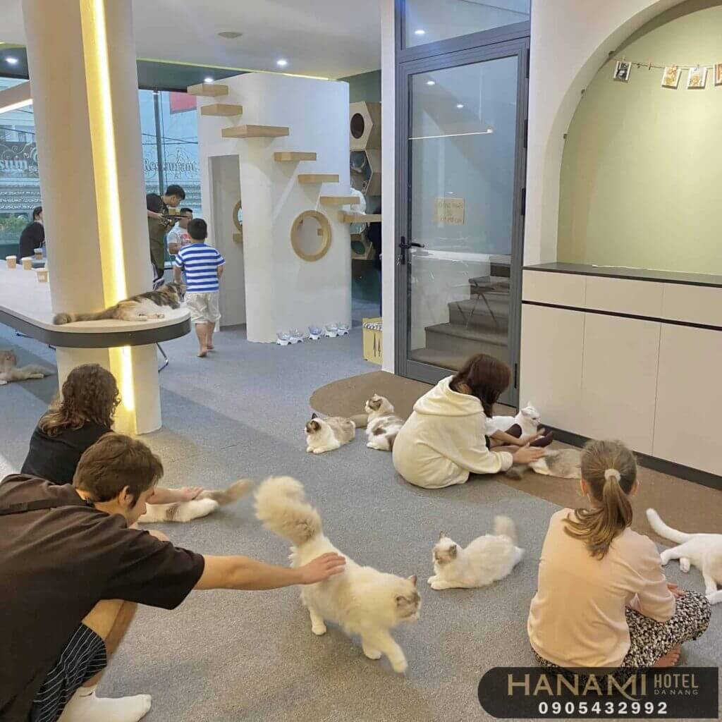 Top 8 Pet Cafes in Da Nang That Will Warm Your Heart 13 pet cafes in da nang