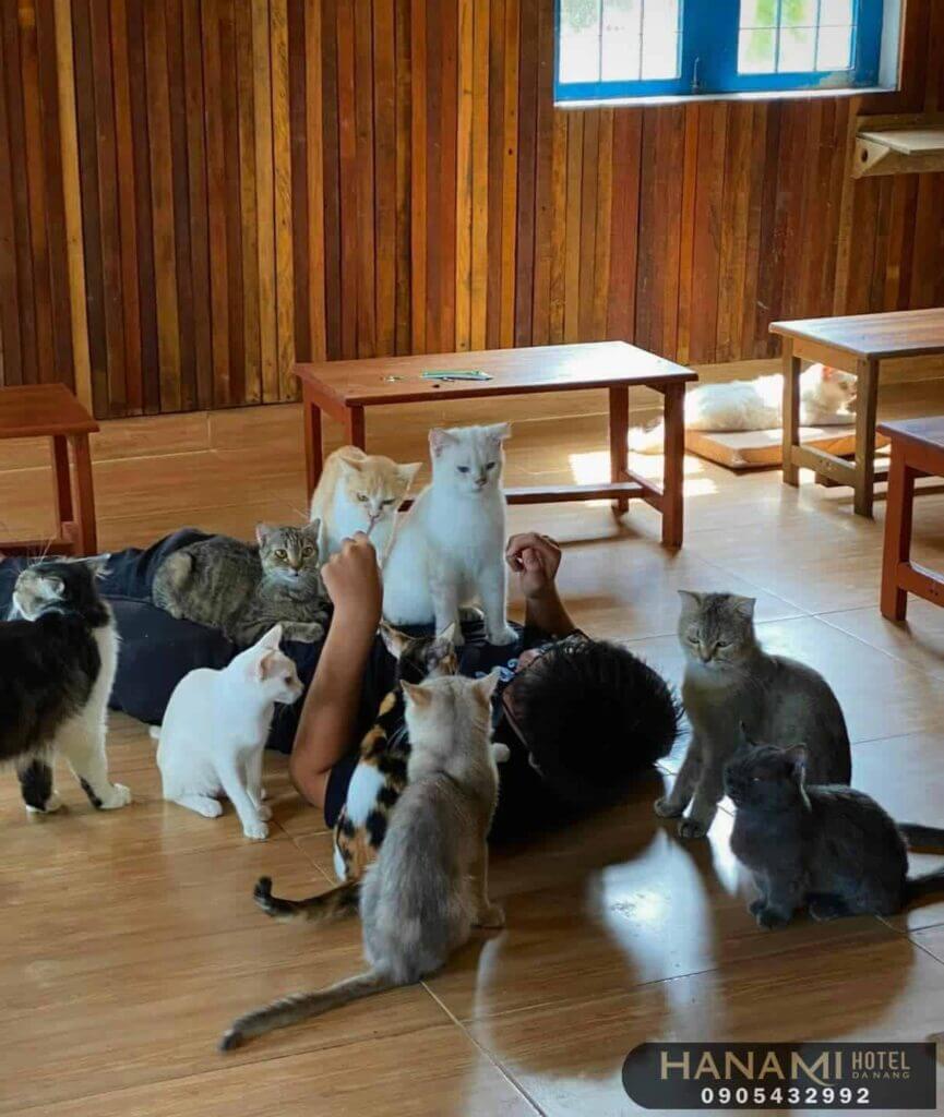 Top 8 Pet Cafes in Da Nang That Will Warm Your Heart 8 pet cafes in da nang