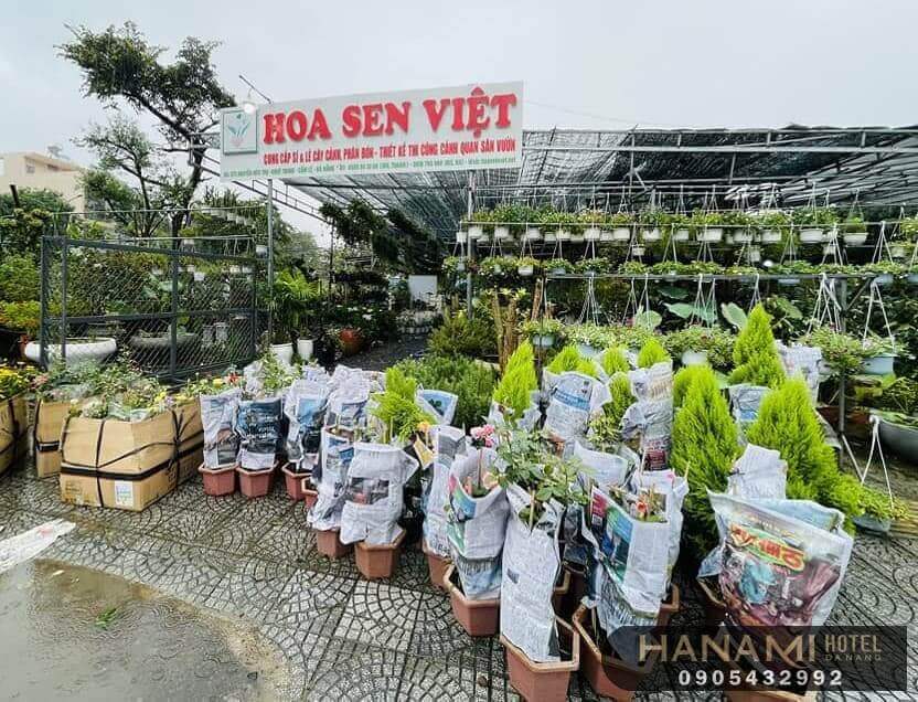 Top 13 best addresses for selling Christmas trees in Da Nang 11 selling christmas trees in da nang
