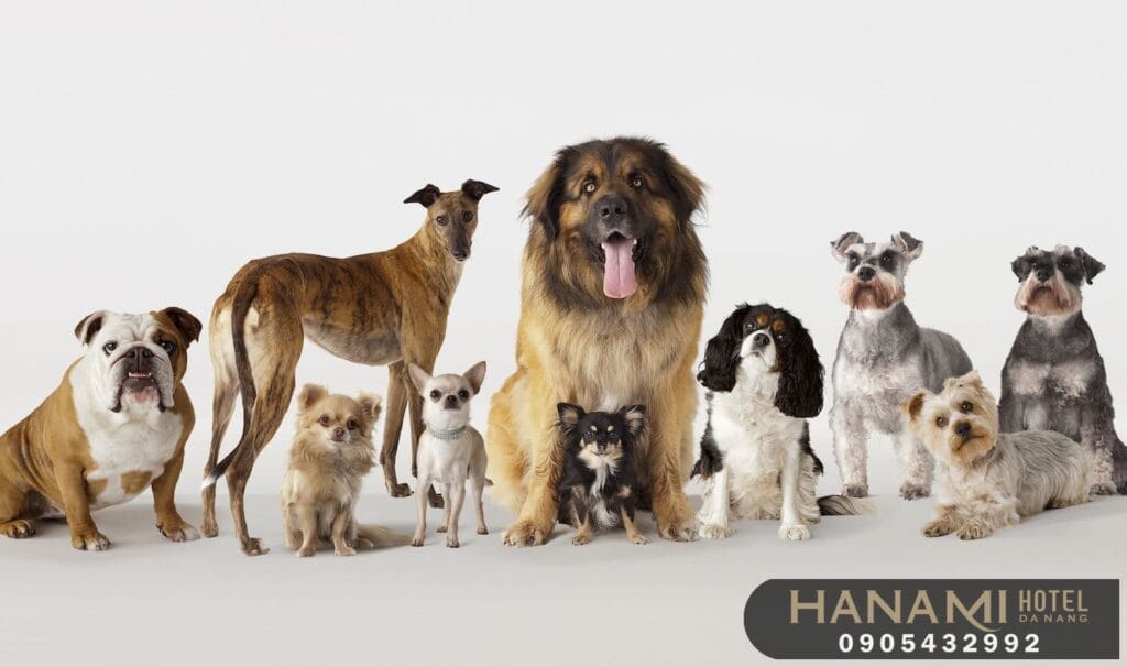 Top 13 Best Dog Shops In Da Nang 1 best dog shops in da nang