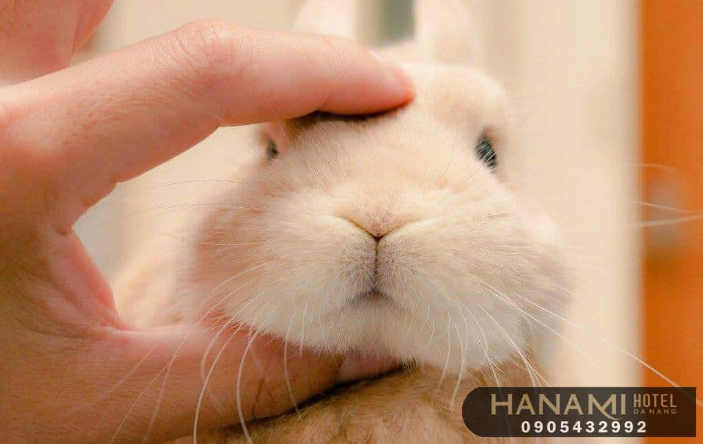Top 7 best places to buy rabbits in Da Nang, Reviews by Hanami 7 places to buy a rabbit in da nang