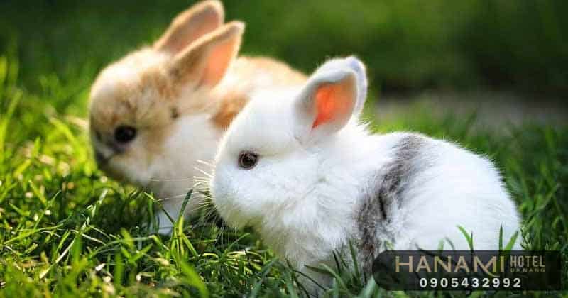 Top 7 best places to buy rabbits in Da Nang, Reviews by Hanami 6 places to buy a rabbit in da nang