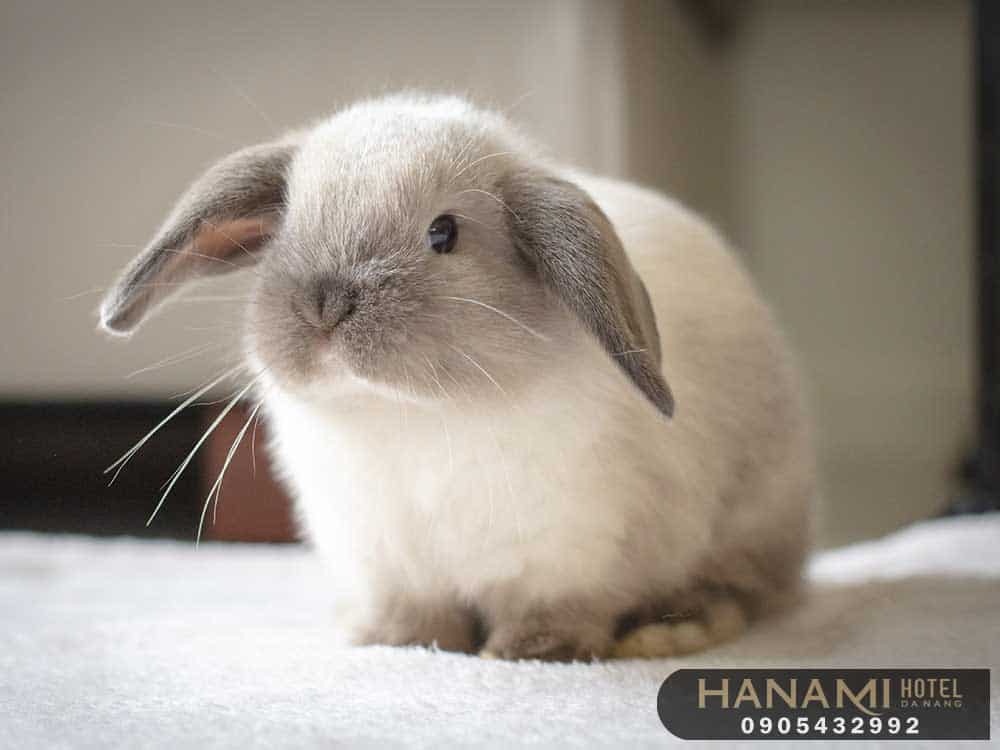 Top 7 best places to buy rabbits in Da Nang, Reviews by Hanami 4 places to buy a rabbit in da nang