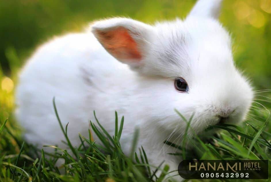 Top 7 Best Places To Buy Rabbits In Da Nang - HanamiHotel.Com