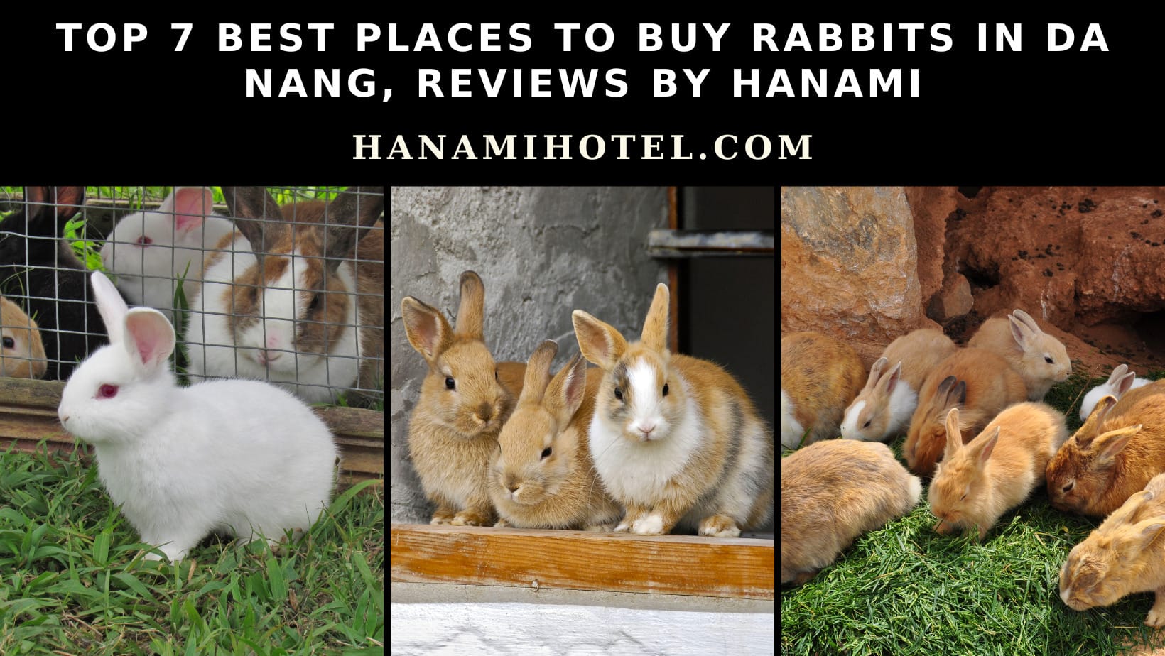 Top 7 best places to buy rabbits in Da Nang, Reviews by Hanami 1 places to buy a rabbit in da nang