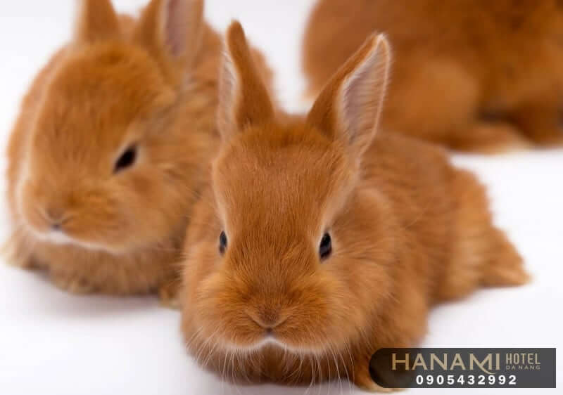 Top 7 best places to buy rabbits in Da Nang, Reviews by Hanami 8 places to buy a rabbit in da nang