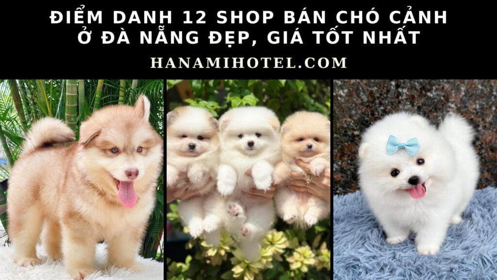 shop bán chó cảnh ở đà nẵng