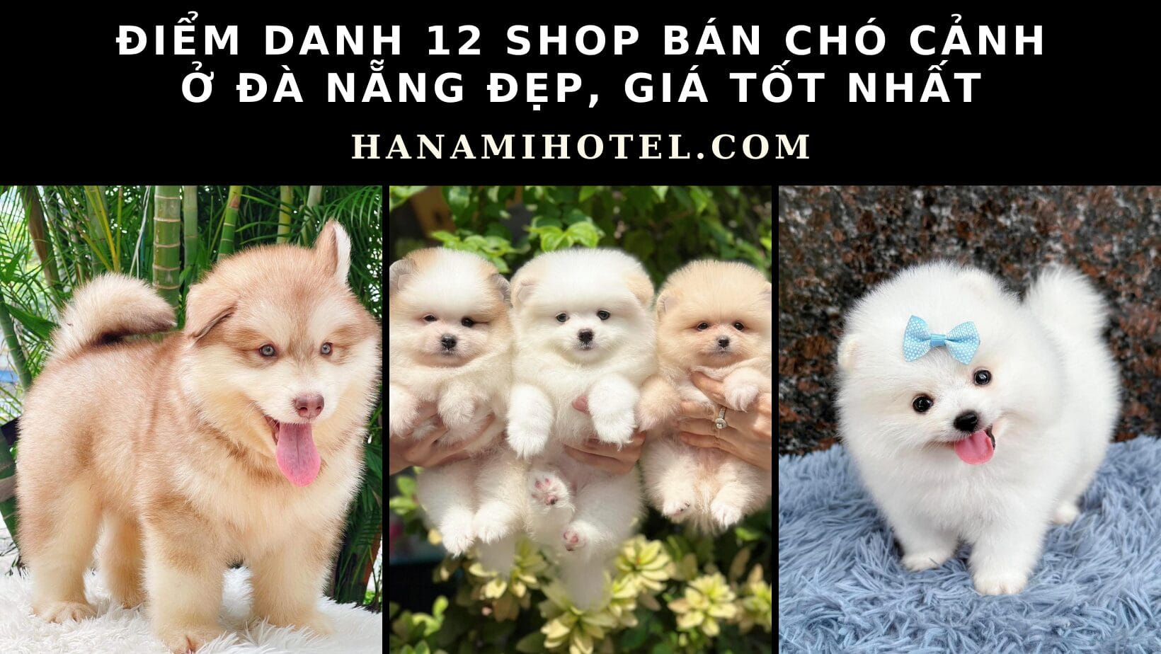 12 shop bán chó cảnh ở Đà Nẵng đẹp, giá tốt nhất 1 shop bán chó cảnh ở đà nẵng