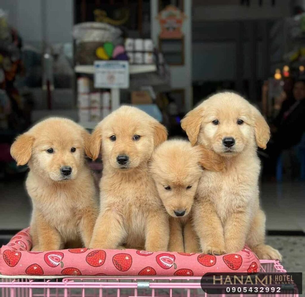 best dog shops in da nang
