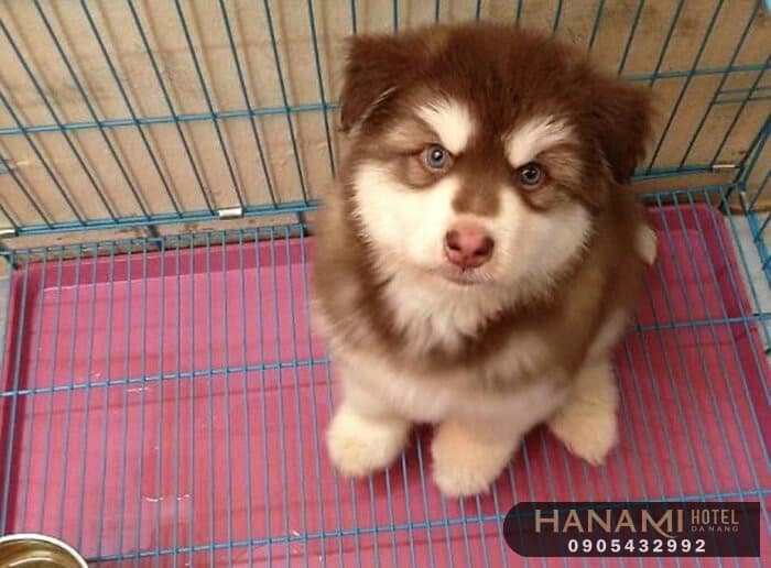 Top 13 Best Dog Shops In Da Nang 11 best dog shops in da nang