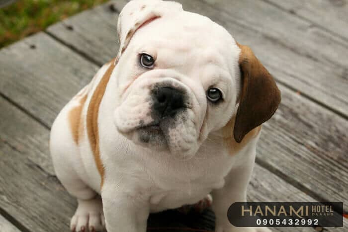 Top 13 Best Dog Shops In Da Nang 12 best dog shops in da nang
