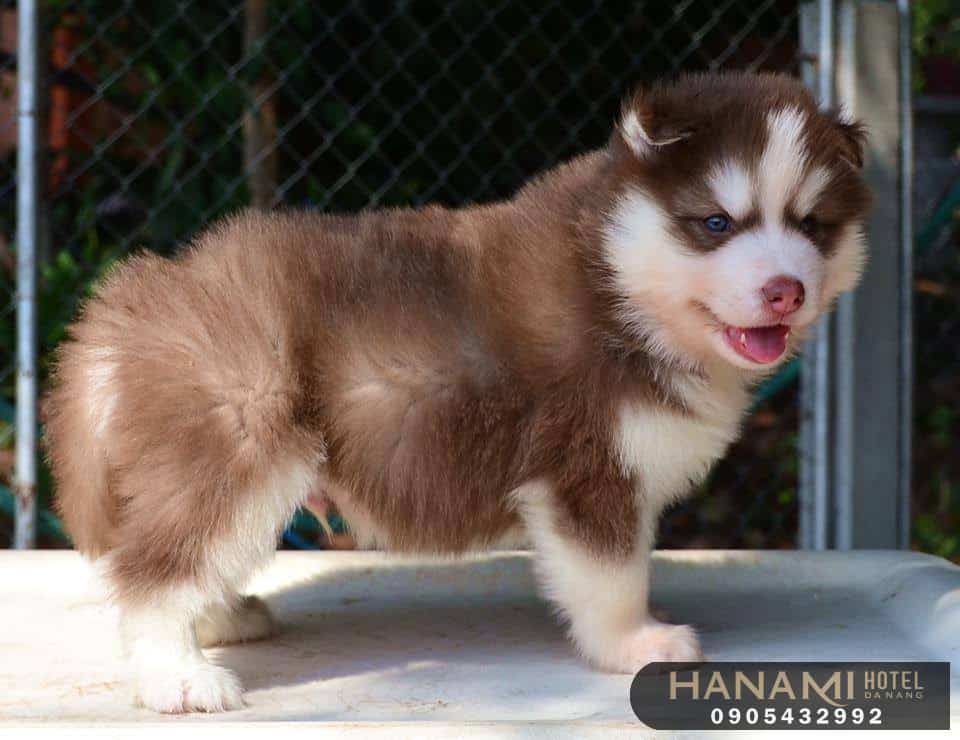 Top 13 Best Dog Shops In Da Nang 13 best dog shops in da nang