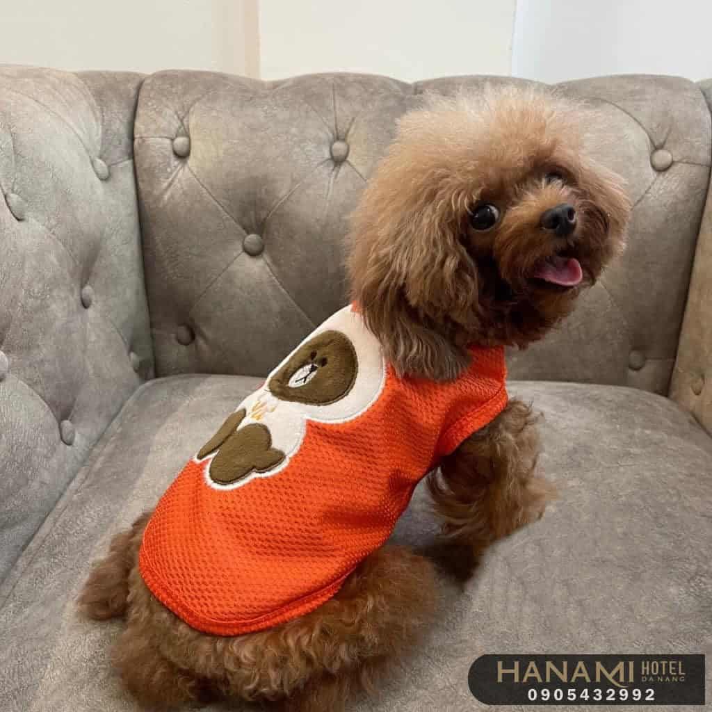 Top 13 Best Dog Shops In Da Nang 14 best dog shops in da nang