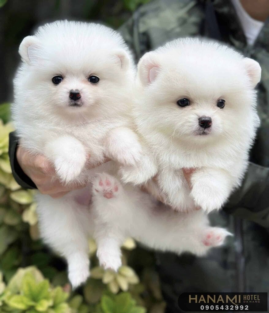 Top 13 Best Dog Shops In Da Nang 3 best dog shops in da nang