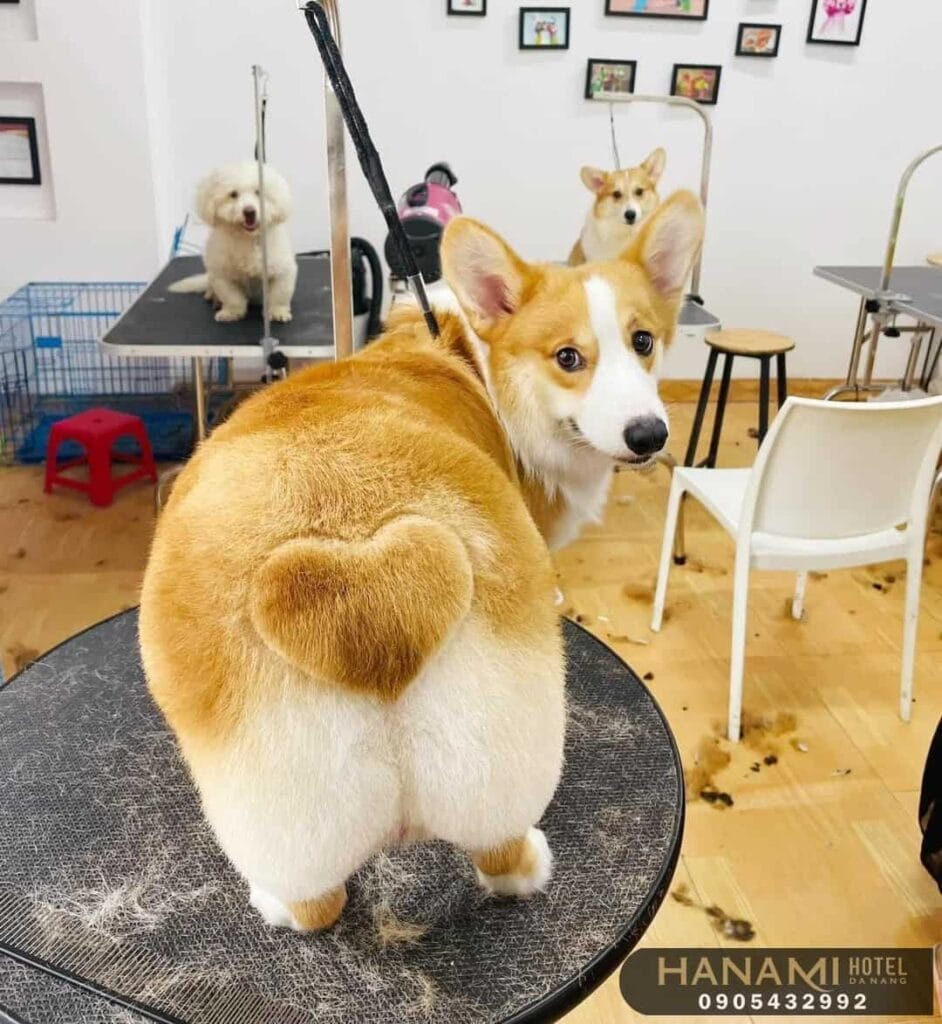Top 13 Best Dog Shops In Da Nang 4 best dog shops in da nang