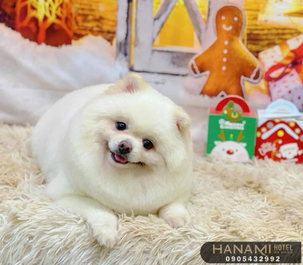 Top 13 Best Dog Shops In Da Nang 5 best dog shops in da nang