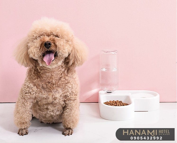 Top 13 Best Dog Shops In Da Nang 6 best dog shops in da nang