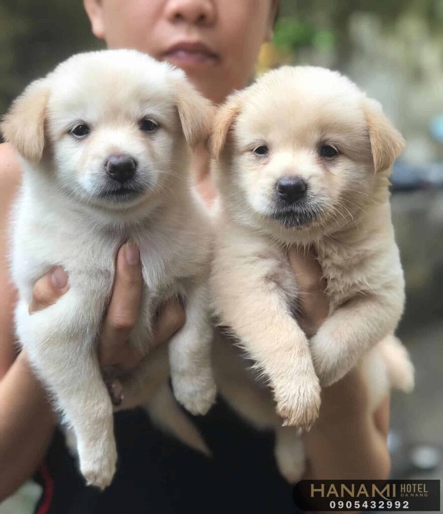 Top 13 Best Dog Shops In Da Nang 7 best dog shops in da nang