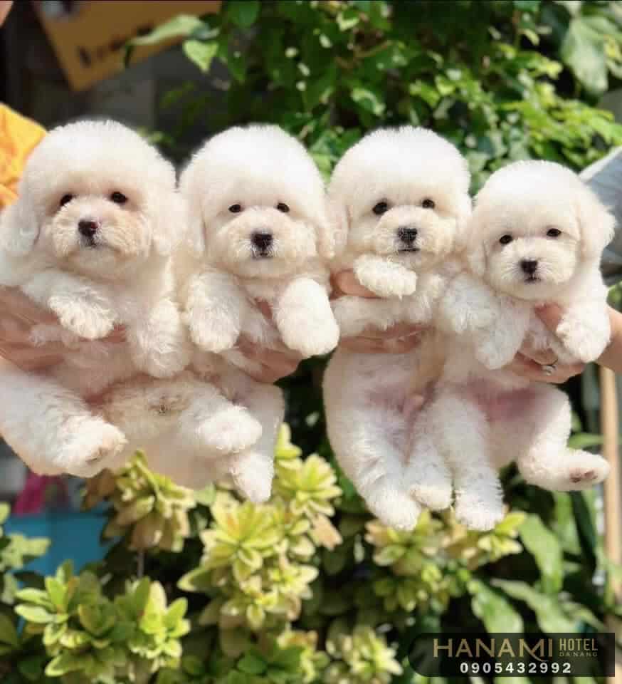 Top 13 Best Dog Shops In Da Nang 9 best dog shops in da nang