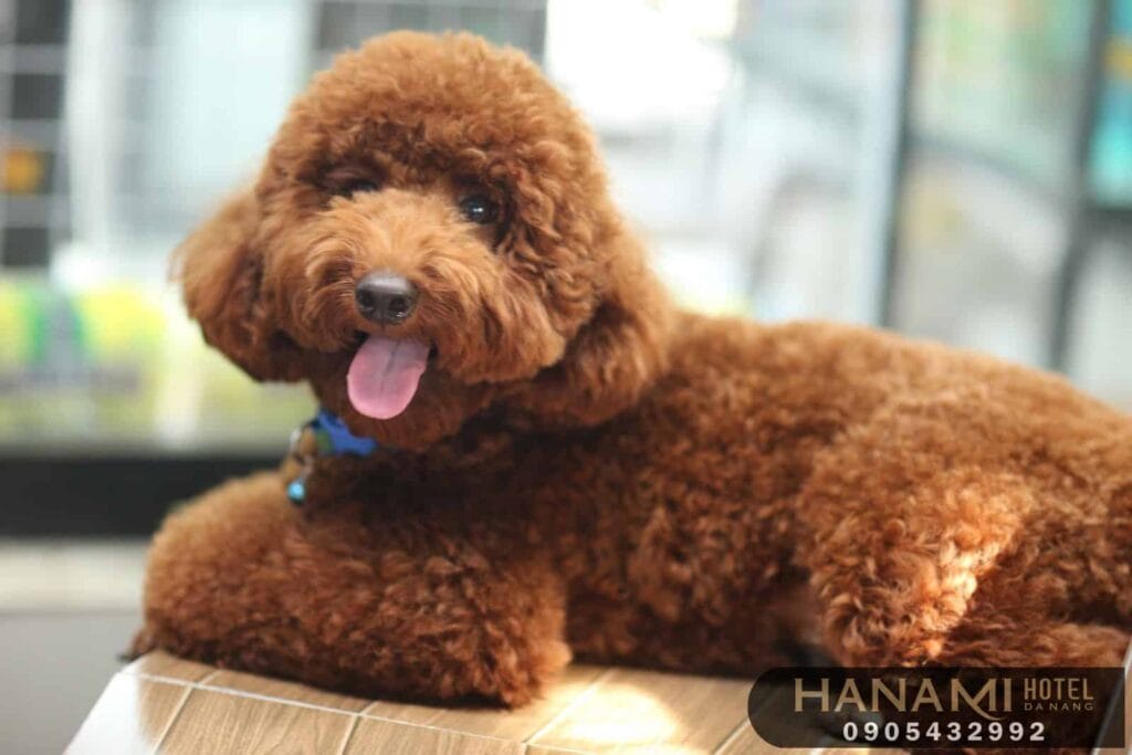 Top 13 Best Dog Shops In Da Nang 10 best dog shops in da nang