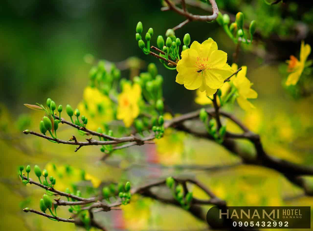 địa điểm bán hoa mai đẹp Đà Nẵng