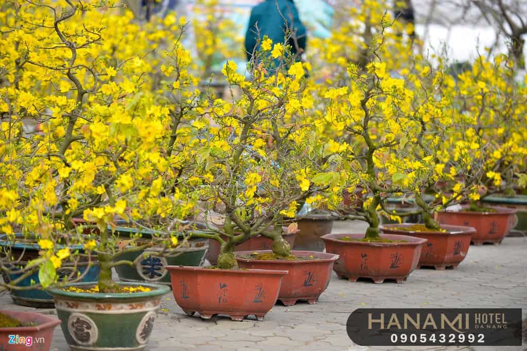 địa điểm bán hoa mai đẹp Đà Nẵng