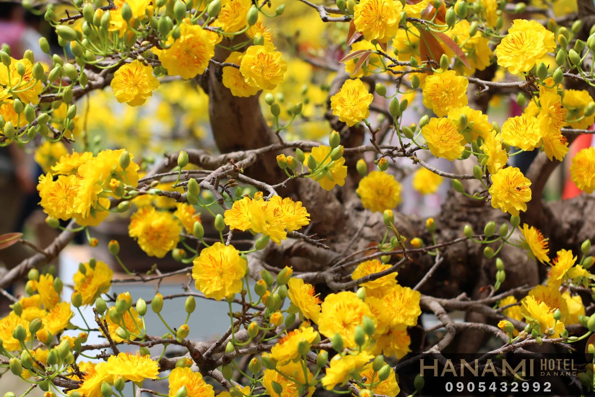 địa điểm bán hoa mai đẹp Đà Nẵng 