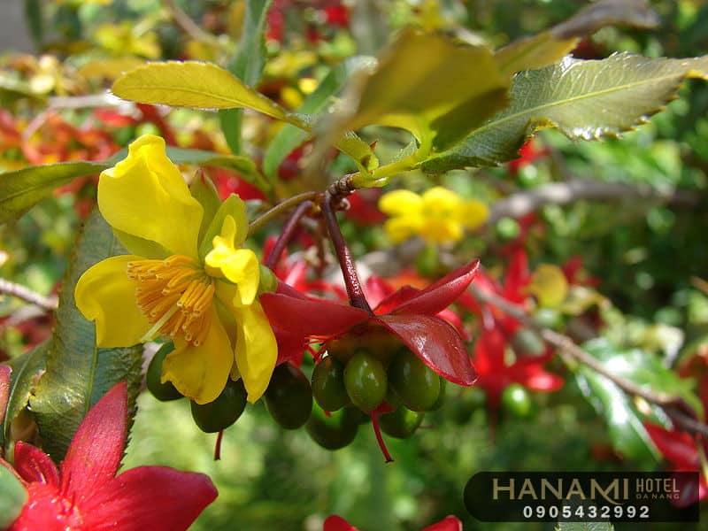 địa điểm bán hoa mai đẹp Đà Nẵng 