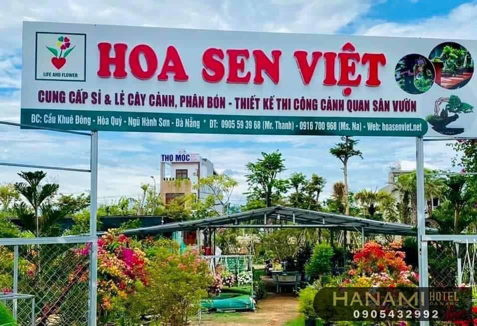 địa điểm bán hoa mai đẹp Đà Nẵng 