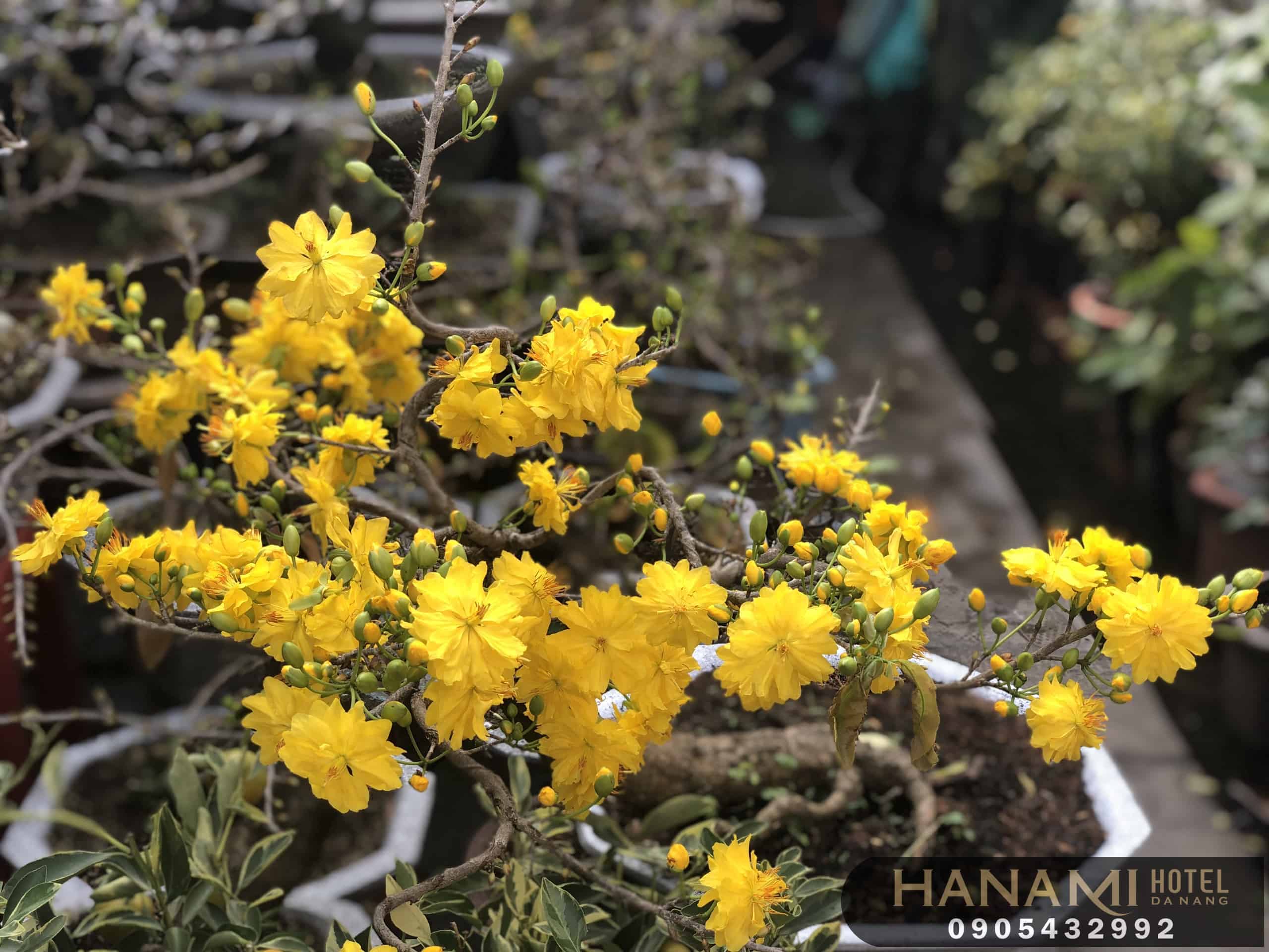địa điểm bán hoa mai đẹp Đà Nẵng 