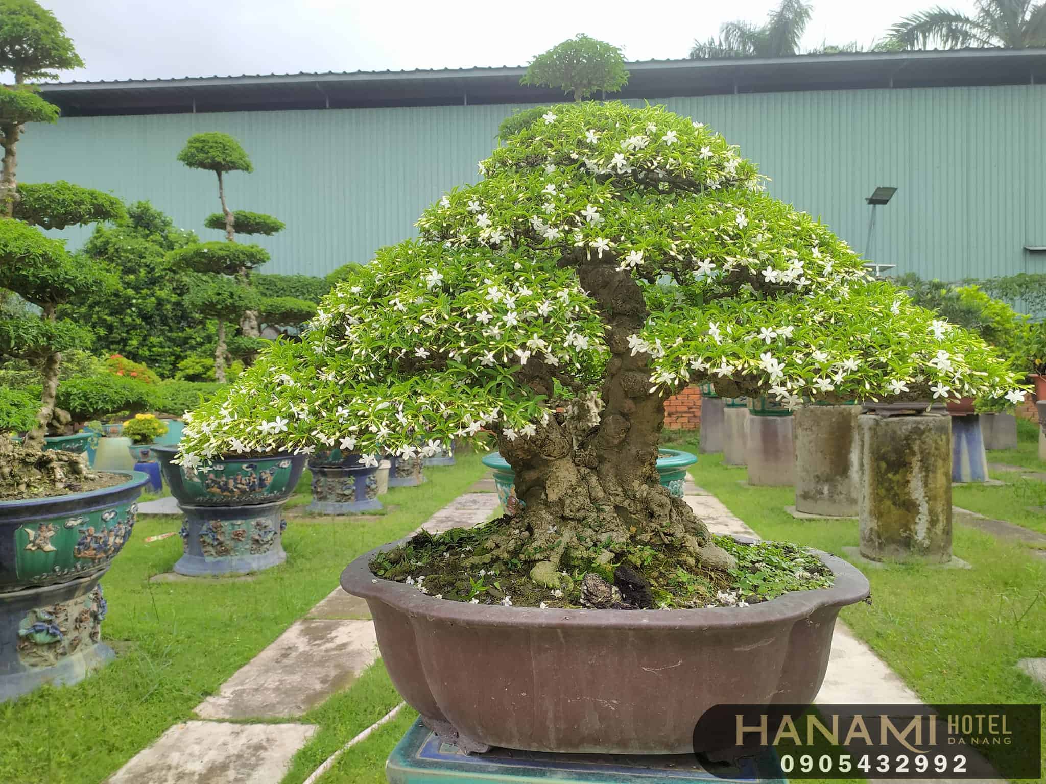 địa điểm bán hoa mai đẹp Đà Nẵng 