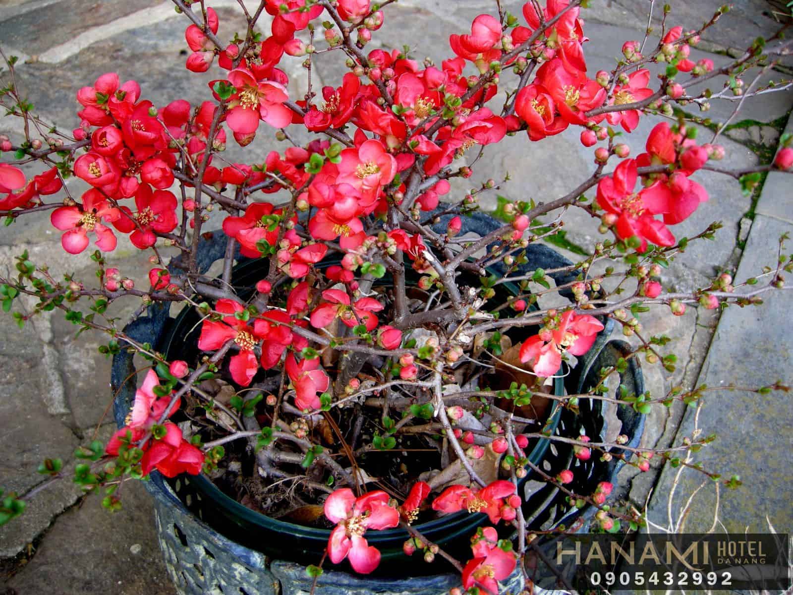 địa điểm bán hoa mai đẹp Đà Nẵng 