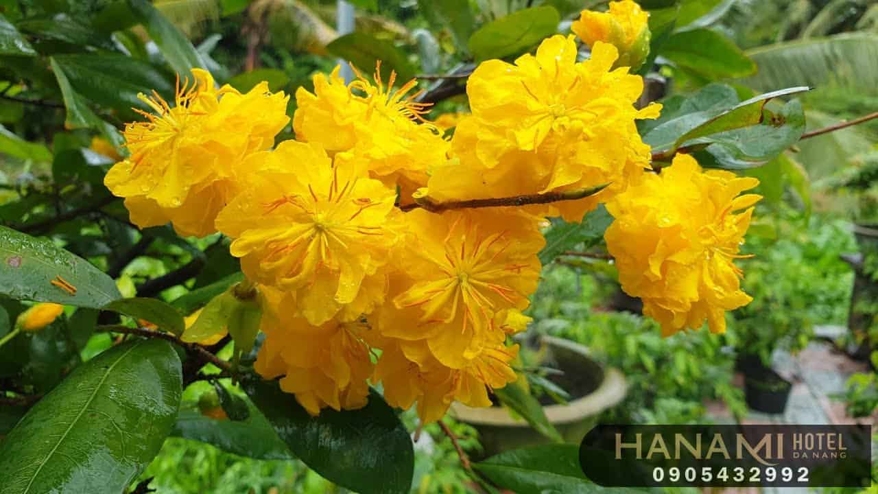 địa điểm bán hoa mai đẹp Đà Nẵng 