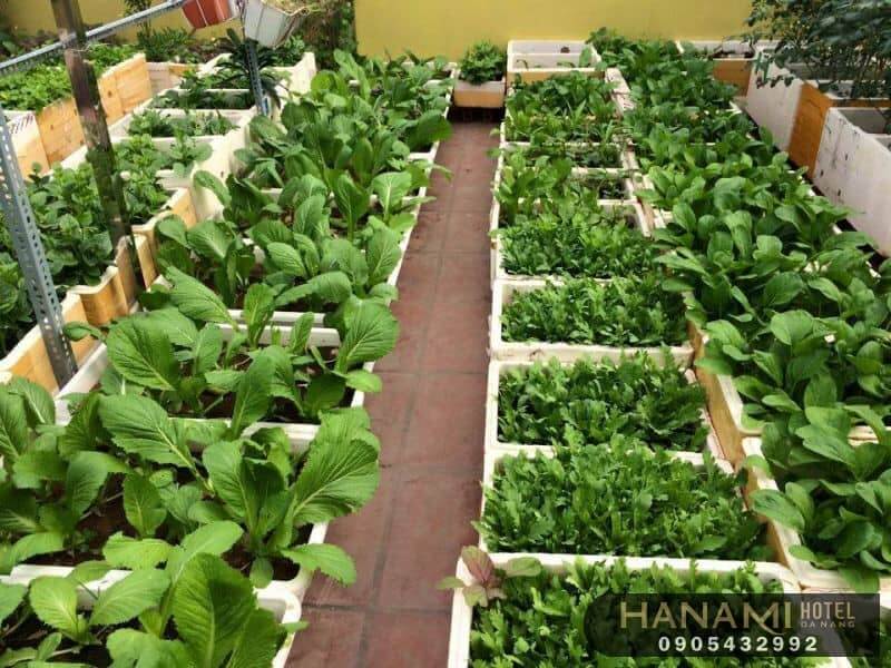 9 dịch vụ trồng rau sạch tại nhà Đà Nẵng uy tín nhất 3 dịch vụ trồng rau sạch tại nhà Đà Nẵng