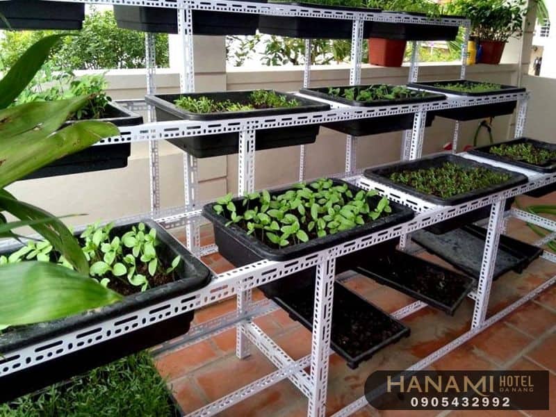 9 dịch vụ trồng rau sạch tại nhà Đà Nẵng uy tín nhất 4 dịch vụ trồng rau sạch tại nhà Đà Nẵng