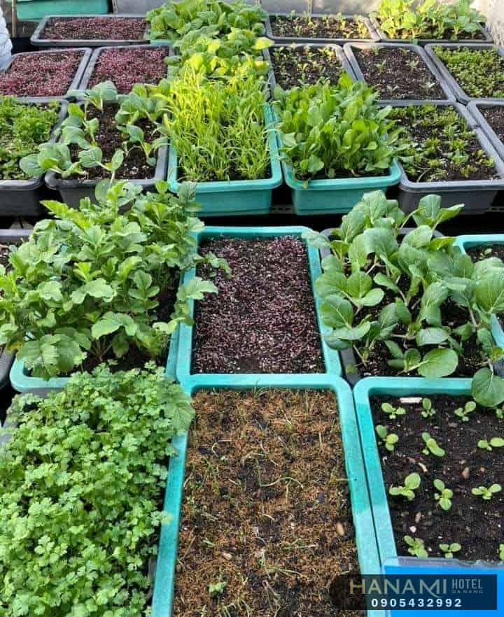 9 dịch vụ trồng rau sạch tại nhà Đà Nẵng uy tín nhất 5 dịch vụ trồng rau sạch tại nhà Đà Nẵng