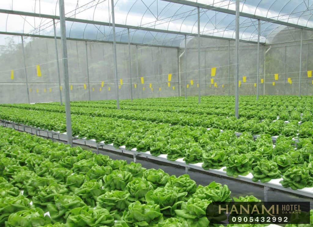 9 dịch vụ trồng rau sạch tại nhà Đà Nẵng uy tín nhất 6 dịch vụ trồng rau sạch tại nhà Đà Nẵng