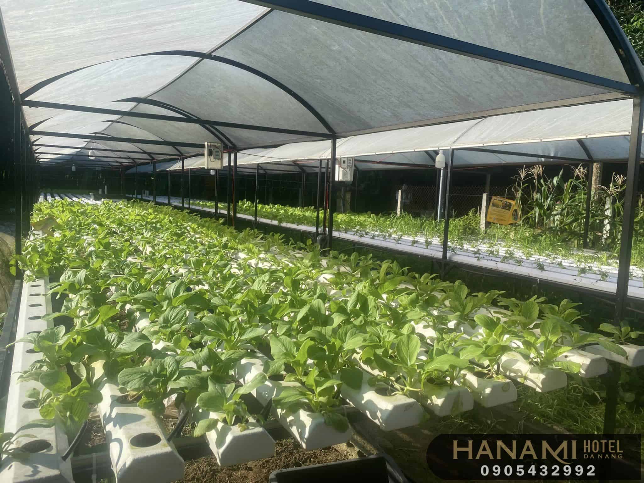 9 dịch vụ trồng rau sạch tại nhà Đà Nẵng uy tín nhất 7 dịch vụ trồng rau sạch tại nhà Đà Nẵng