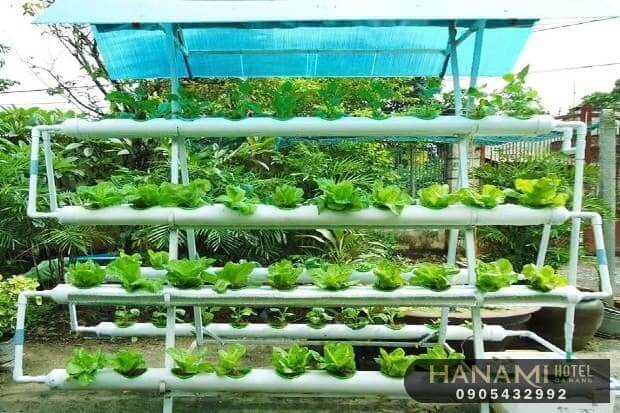 9 dịch vụ trồng rau sạch tại nhà Đà Nẵng uy tín nhất 8 dịch vụ trồng rau sạch tại nhà Đà Nẵng