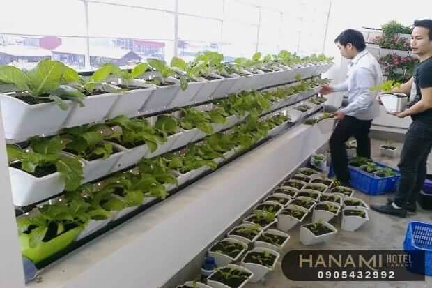 9 dịch vụ trồng rau sạch tại nhà Đà Nẵng uy tín nhất 9 dịch vụ trồng rau sạch tại nhà Đà Nẵng