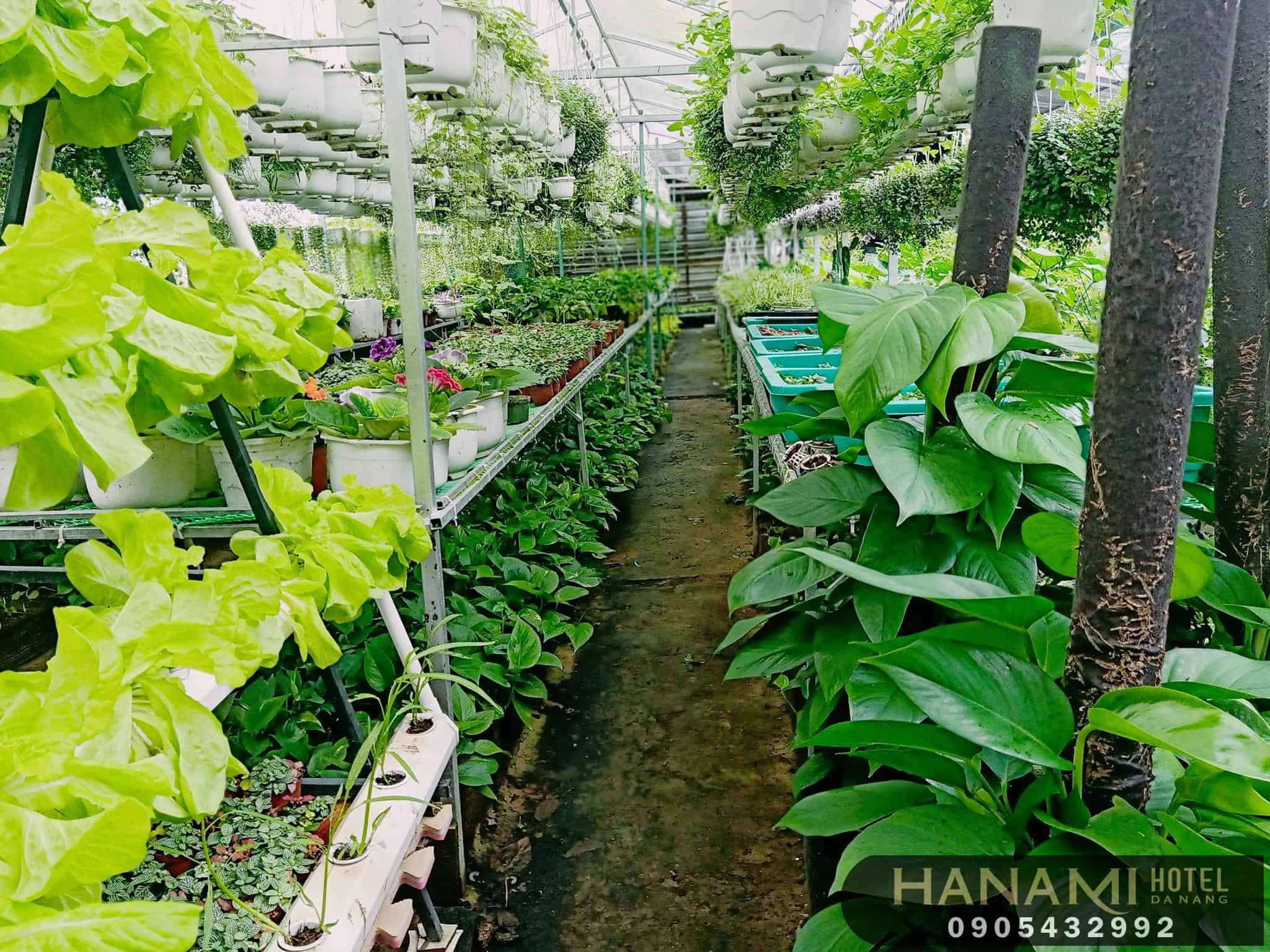 dịch vụ trồng rau sạch tại nhà Đà Nẵng