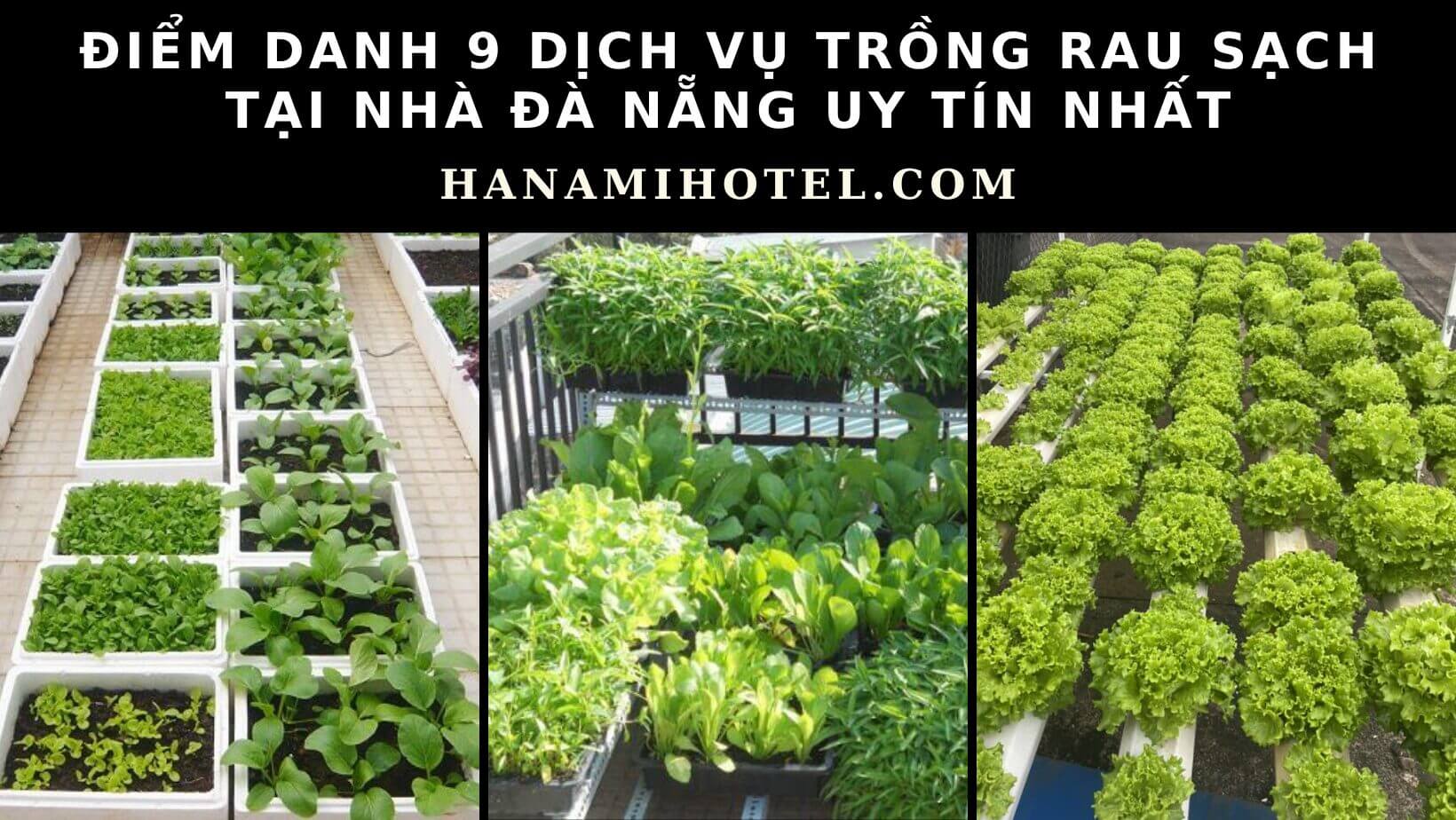 9 dịch vụ trồng rau sạch tại nhà Đà Nẵng uy tín nhất 1 dịch vụ trồng rau sạch tại nhà Đà Nẵng